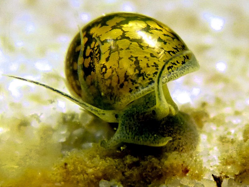 Cepaea nemoralis