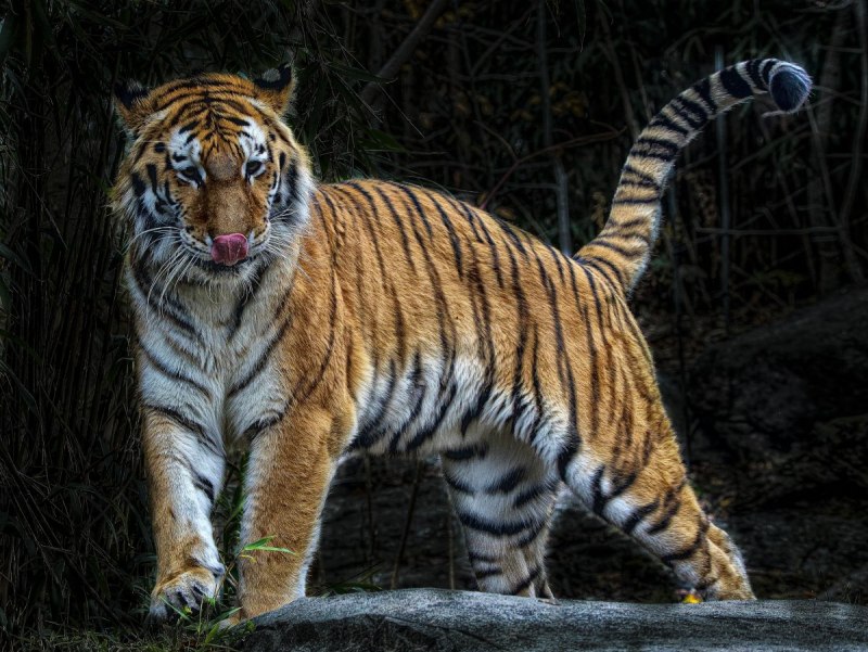 Белый тигр (the White Tiger)2020