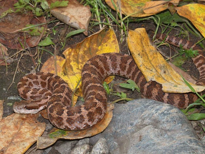 Амурский щитомордник змея