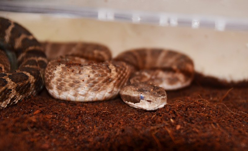 Щитомордник Каменистый (Gloydius saxatilis)