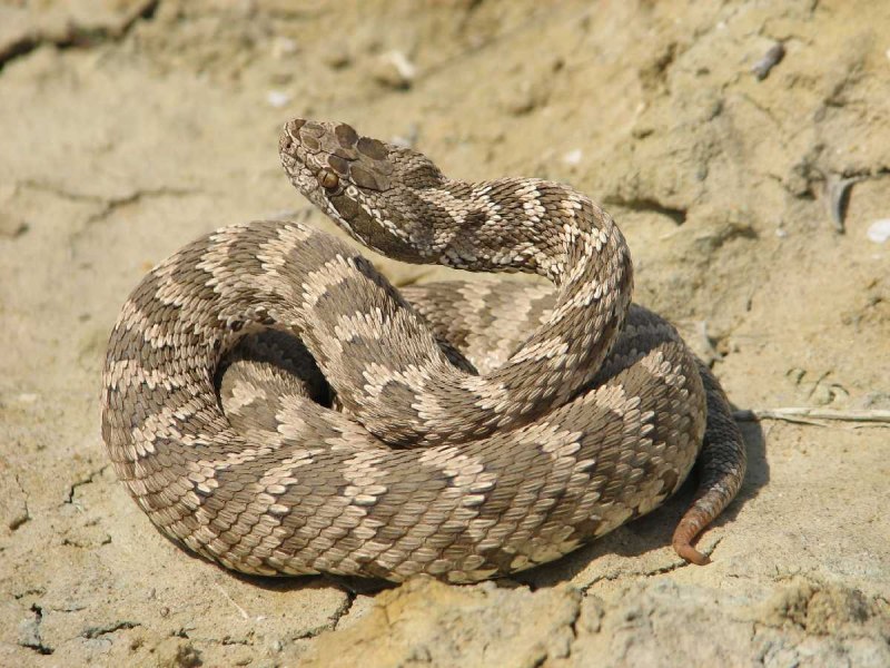 Agkistrodon piscivorus