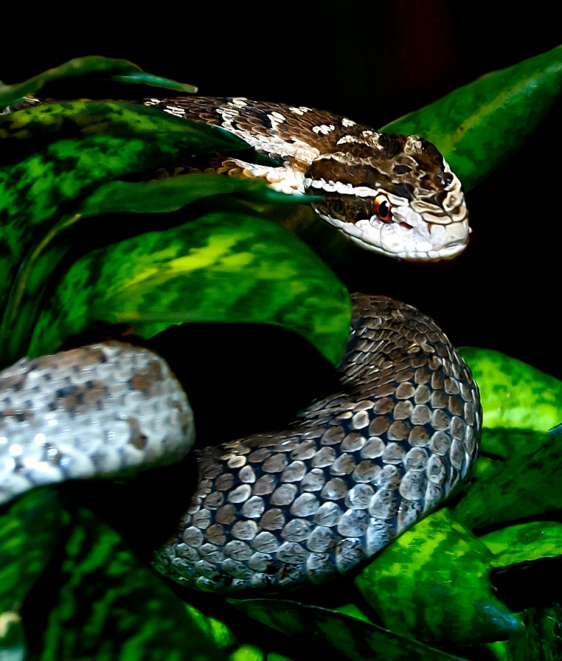 Gloydius monticola