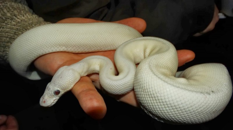 Королевский питон Albino