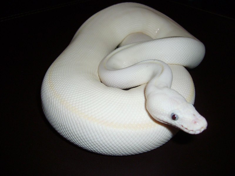Королевский питон морфы lesser