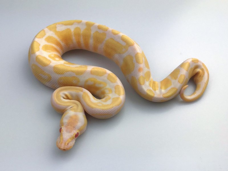 Королевский питон Albino