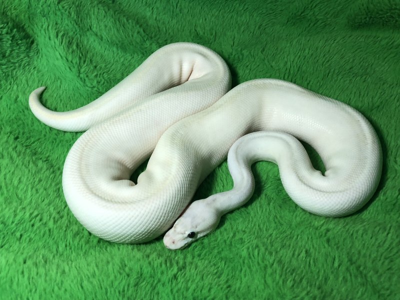 Королевский питон Albino