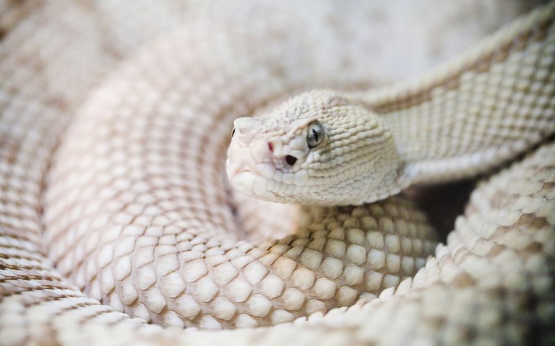 Blue eyed leucistic Ball Python
