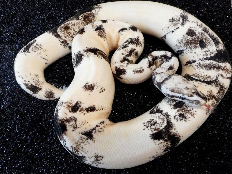 Королевский питон Albino