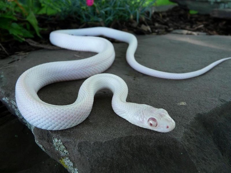 Королевский питон белая МОРФА