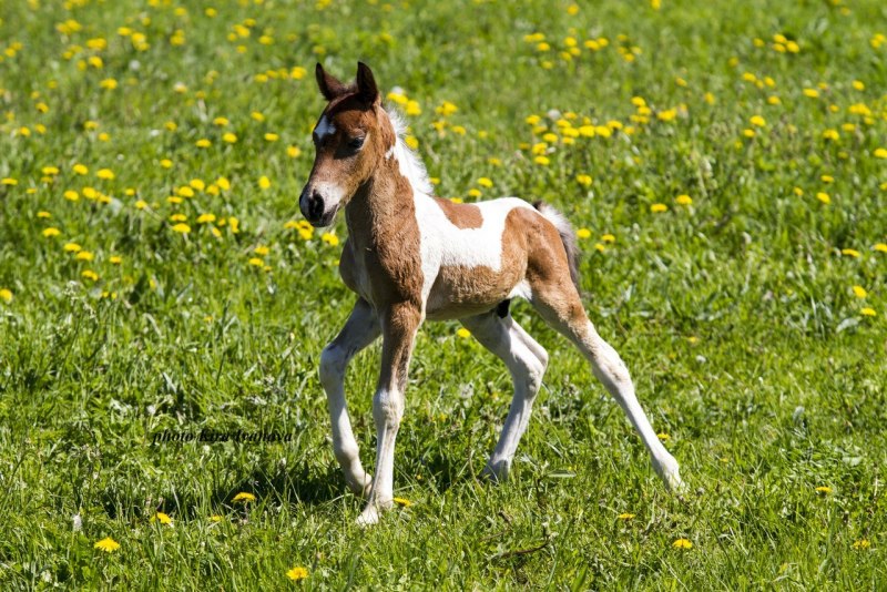 Лошадь Thoroughbred foal