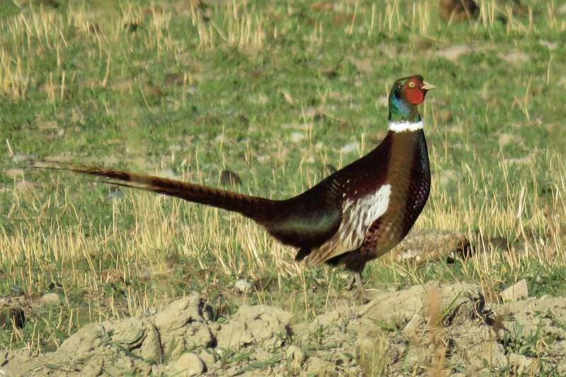 Фазан обыкновенный Phasianus colchicus