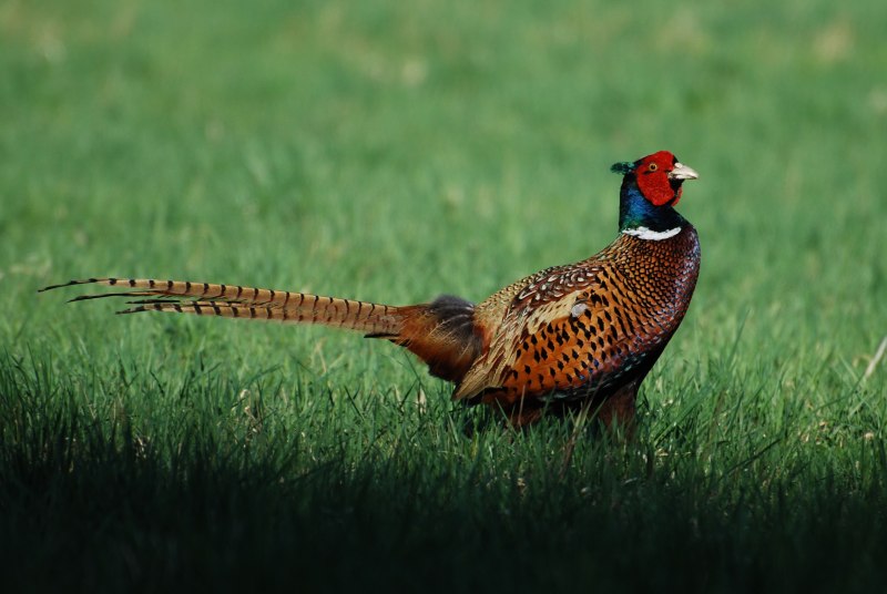 Phasianus colchicus