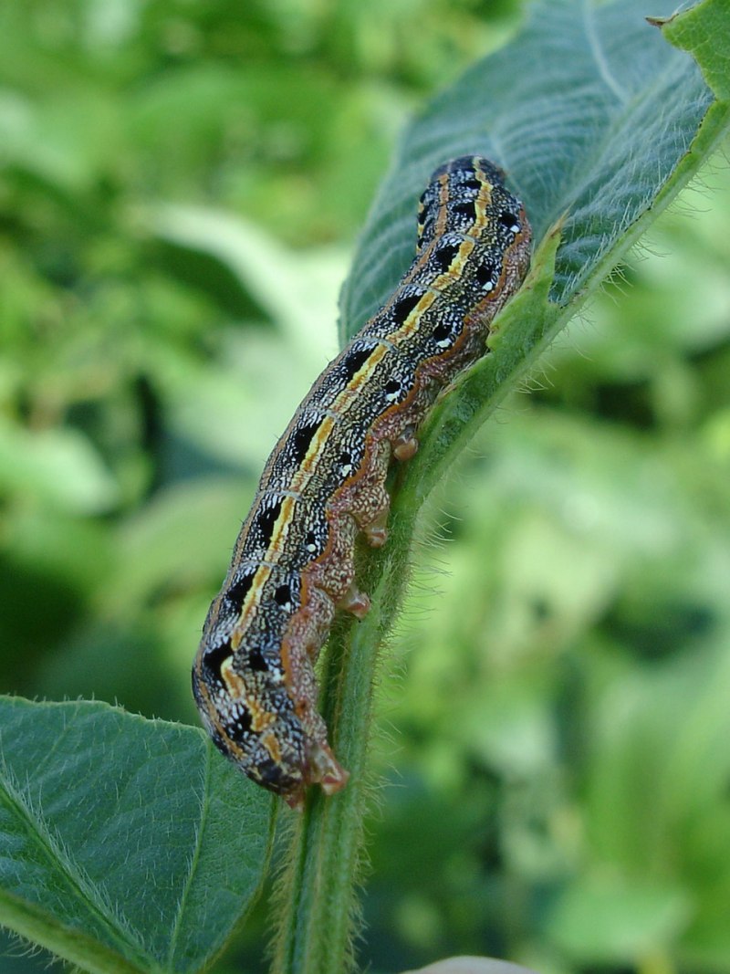 Гусеница Spodoptera