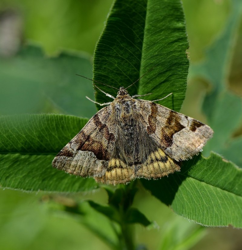 Melanchra persicariae гусеница