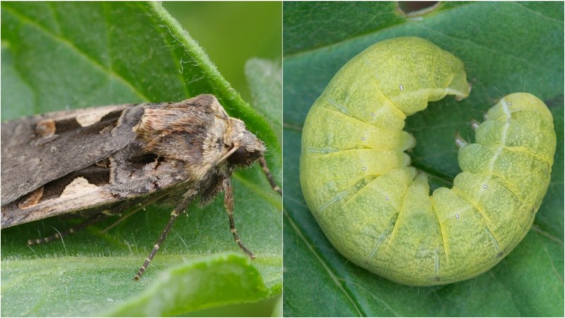 Agrotis exclamationis Linnaeus, 1758