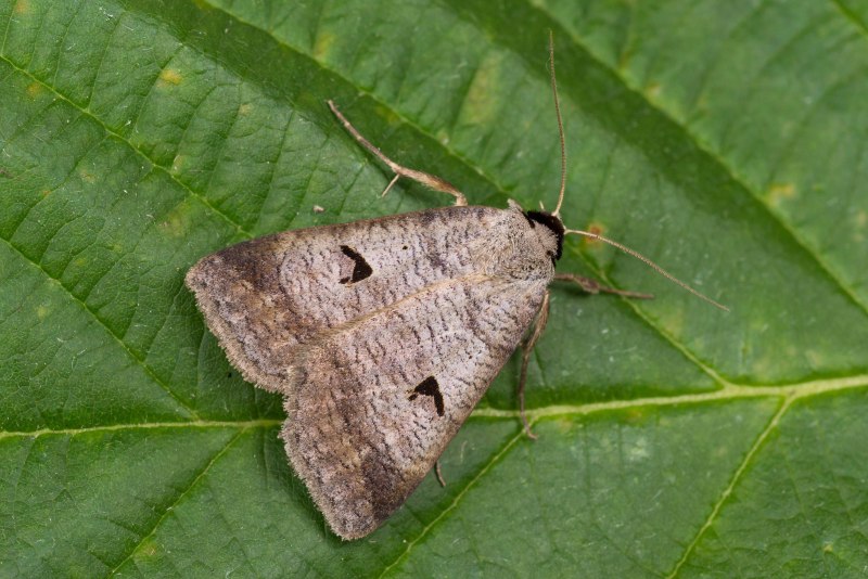 Agrotis Ipsilon (Hufnagel, 1766)