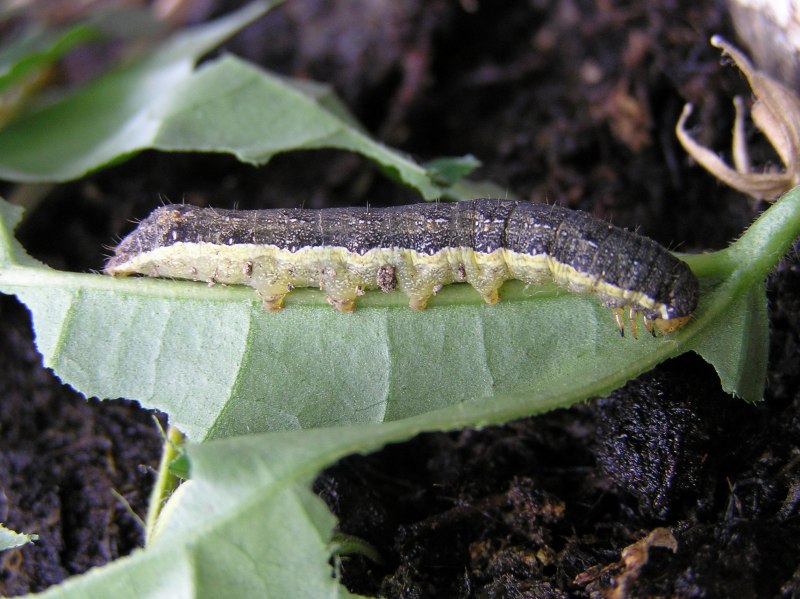 Капустная совка Mamestra brassicae