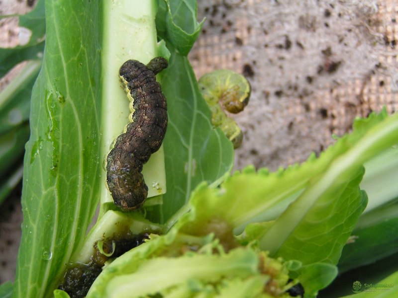 Капустная совка Mamestra brassicae