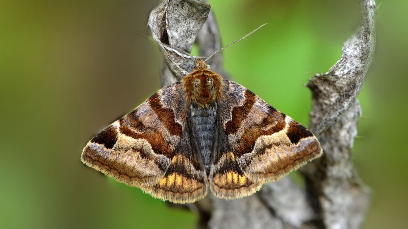 Озимая совка (Agrotis segetum),