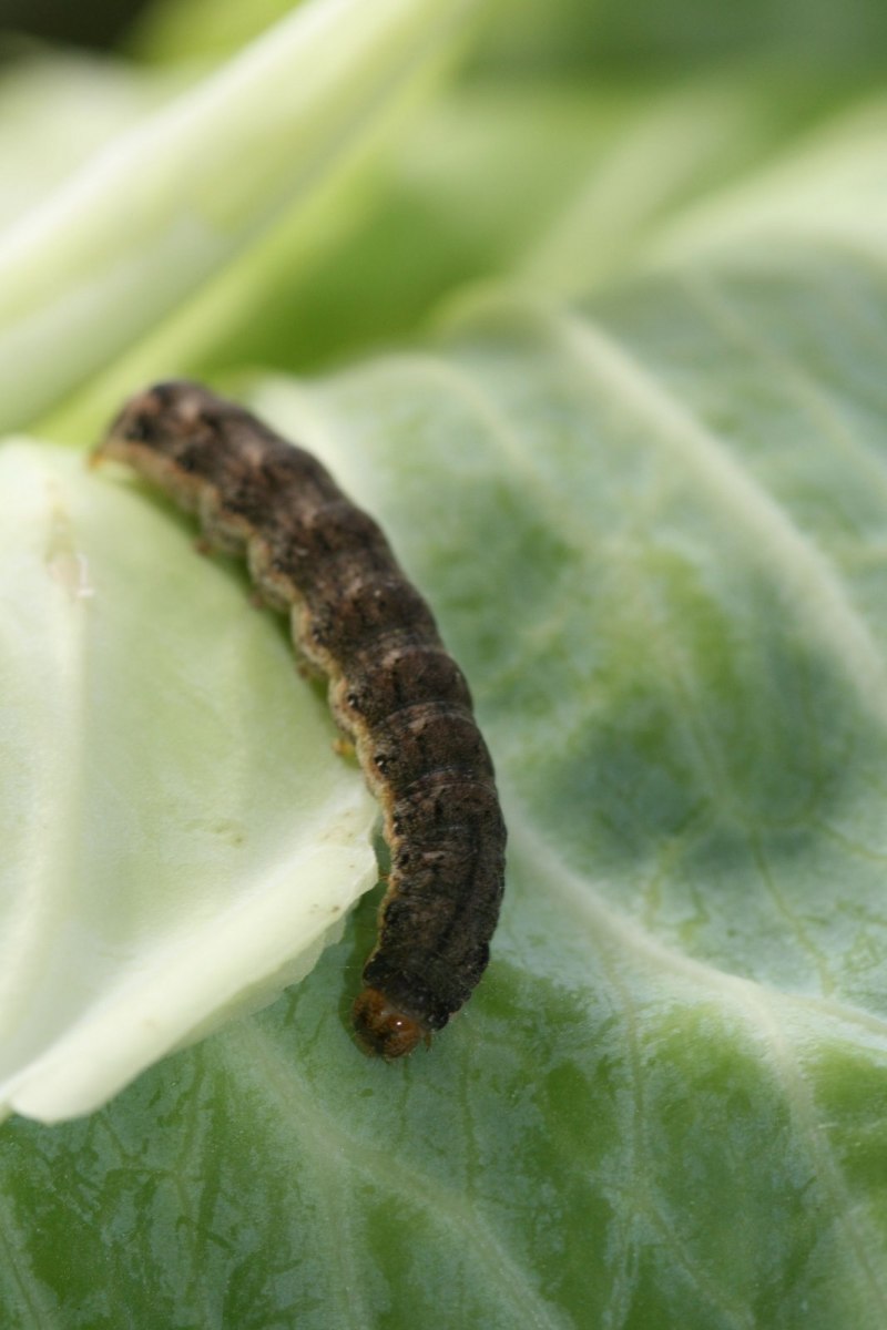 Капустная совка Mamestra brassicae