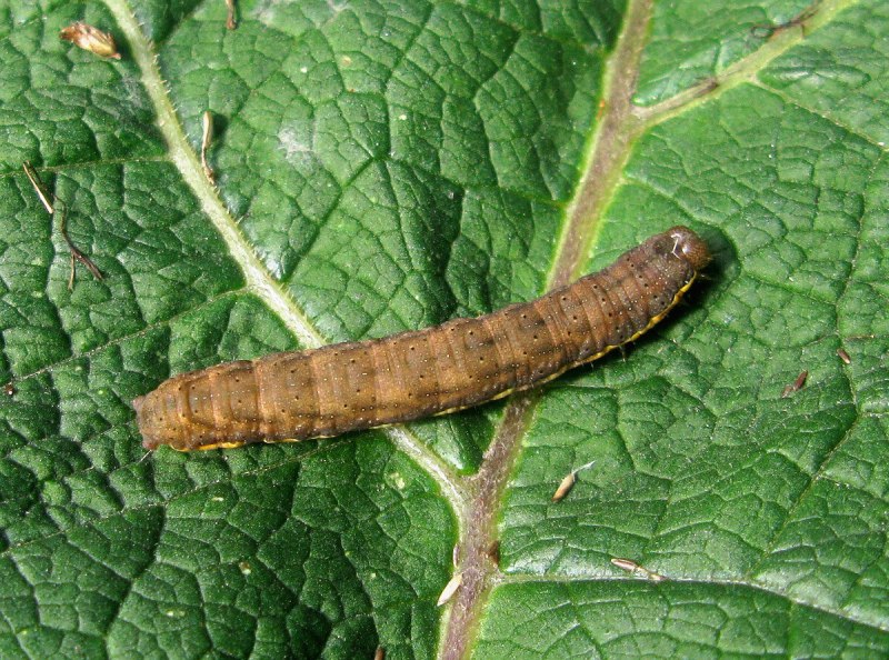 Луговой мотылек Loxostege sticticalis личинка