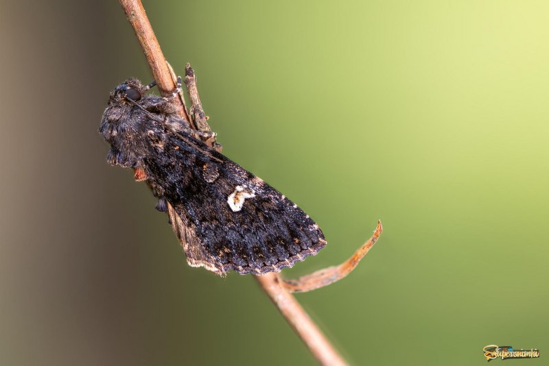 Amphipyra pyramidea гусеница