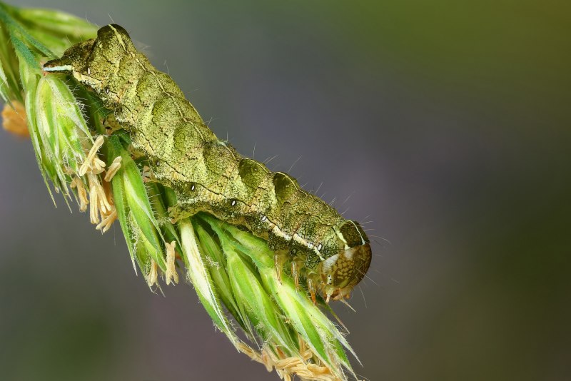 Совка-гамма (Autographa Gamma l.)