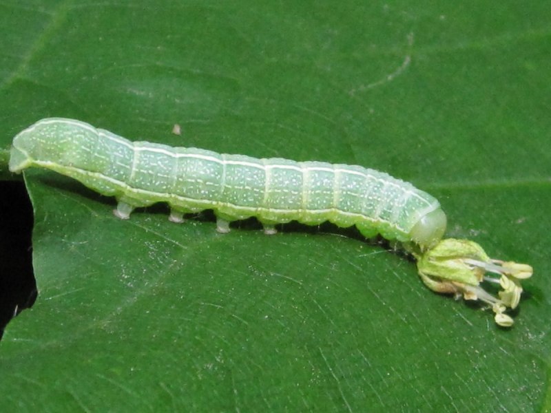 Капустная совка Mamestra brassicae