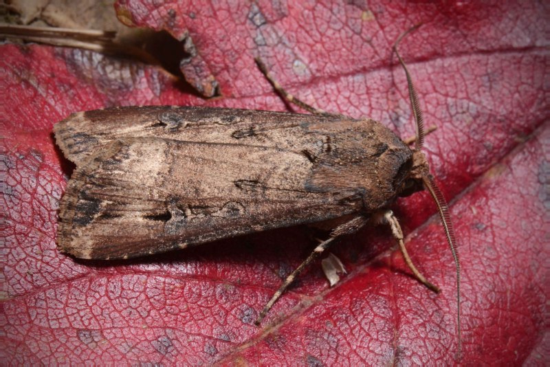 Acronicta rumicis Стрельчатка щавелевая