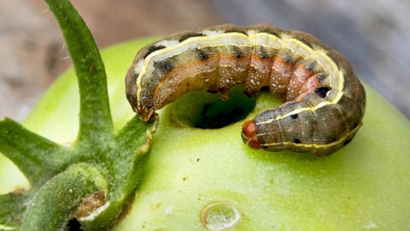 Гусеница Agrotis Ipsilon