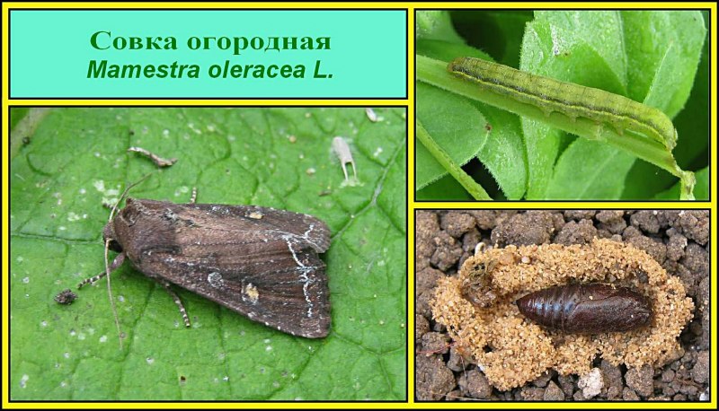 Личинка бабочки капустницы