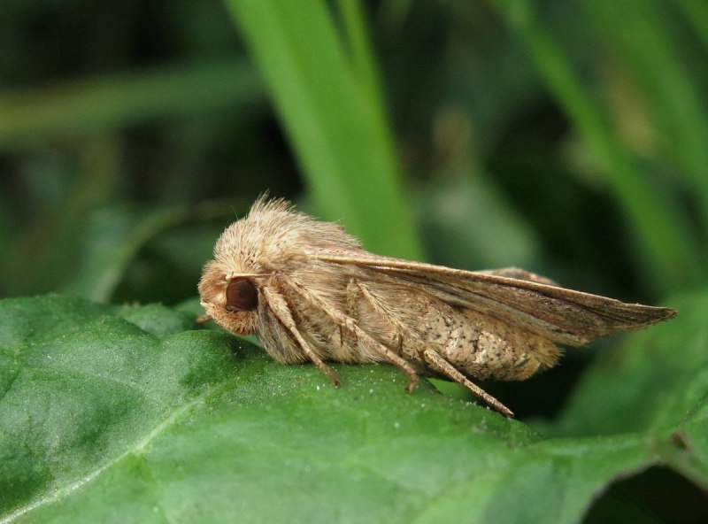 Eurois Occulta гусеница