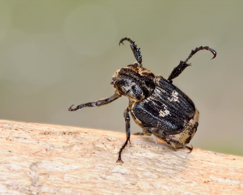 Жук Trichius fasciatus