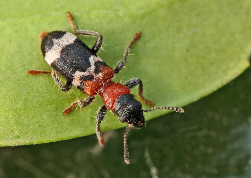 Жуки пестряки Cleridae