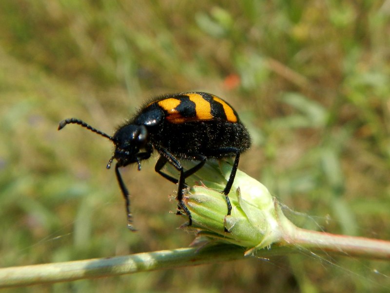 Жуки пестряки Cleridae