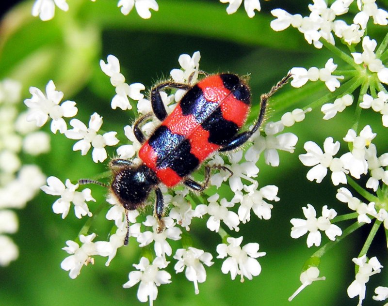 Восковик перевязанный - Trichius fasciatus .
