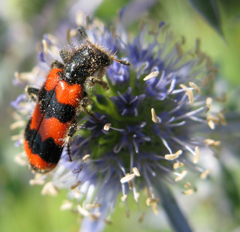 Gnorimus variabilis