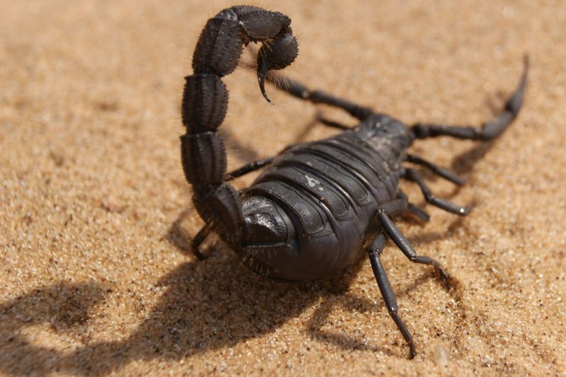 Скорпион дюны smeringurus mesaensis