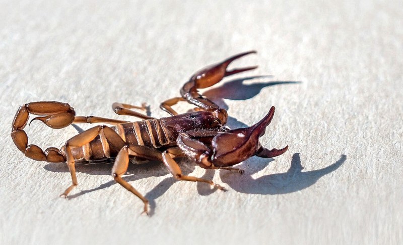 Euscorpius italicus