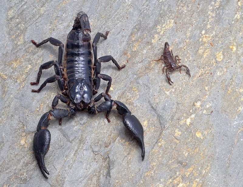 Heterometrus petersii