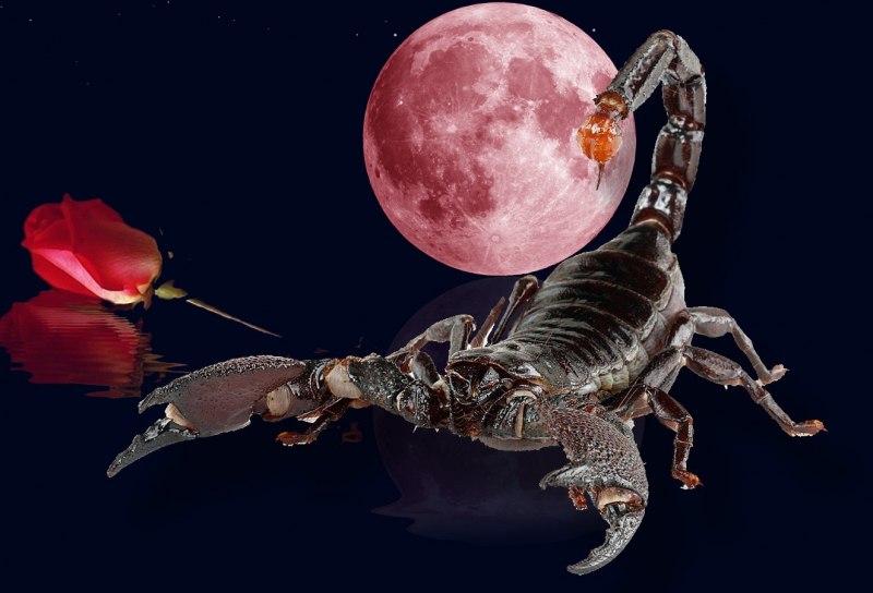 Лунный Скорпион