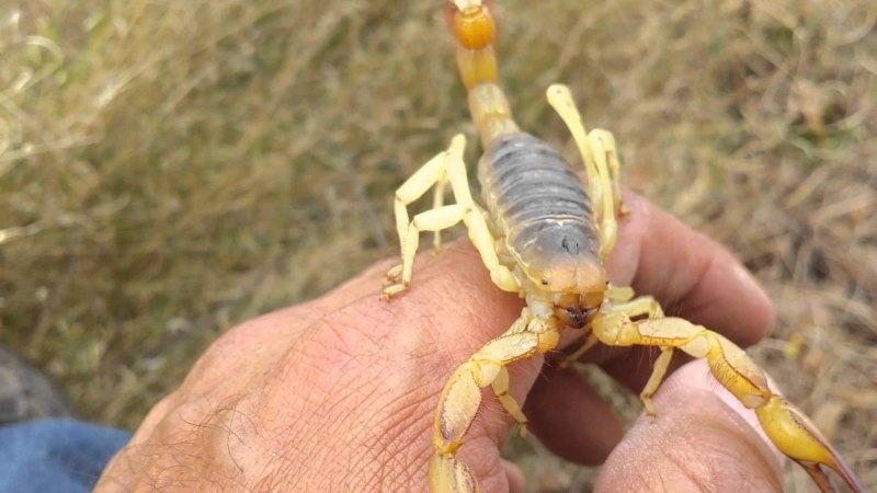 Палестинский Скорпион генурис