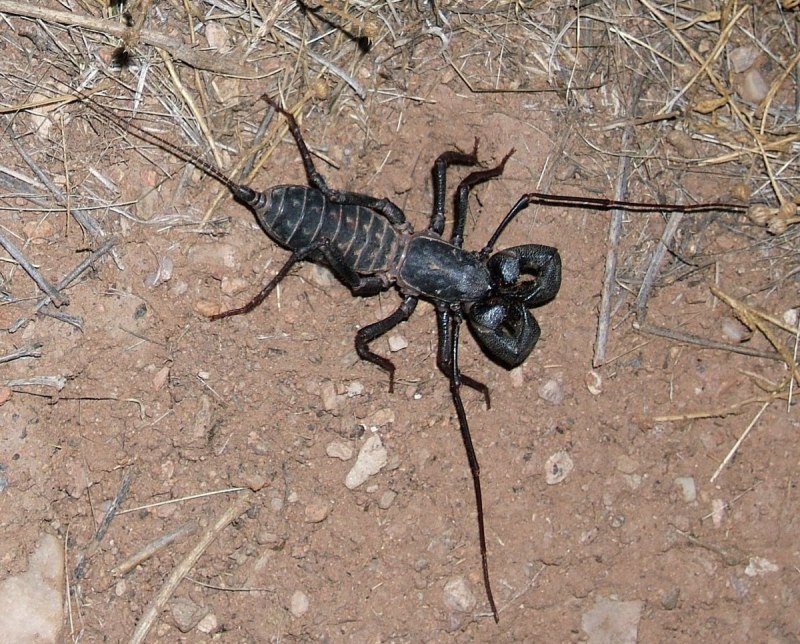 Vinegaroon насекомое