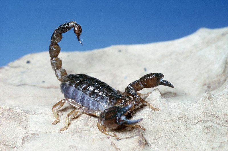Heterometrus cyaneus
