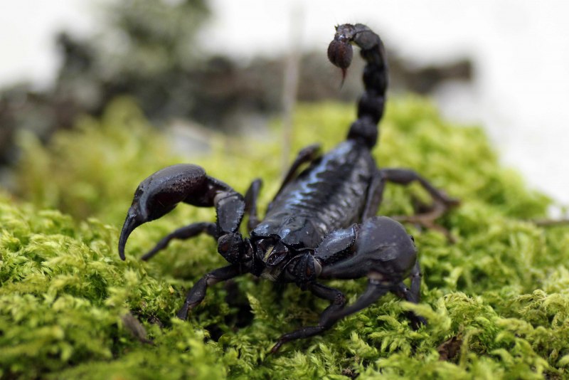 Скорпион Heterometrus petersi