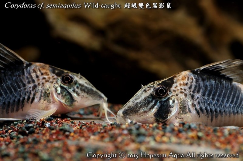 Коридорас элегантный Corydoras elegans