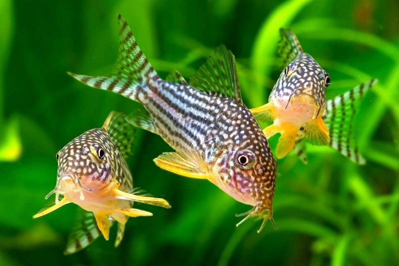 Сомики коридорас / Corydoras