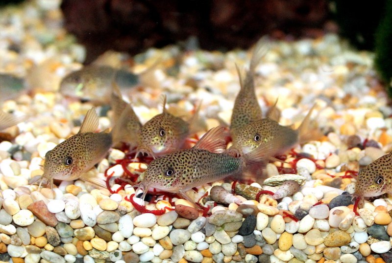 Панцирные сомики коридорасы