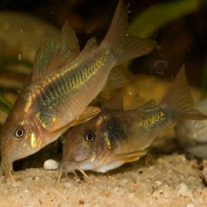 Коридорас дупликареус Corydoras duplicareus