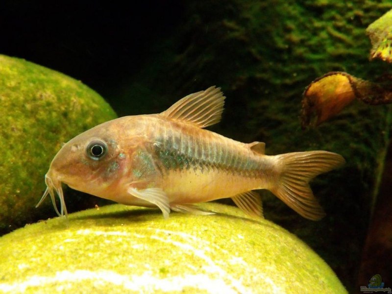 Corydoras loxozonus